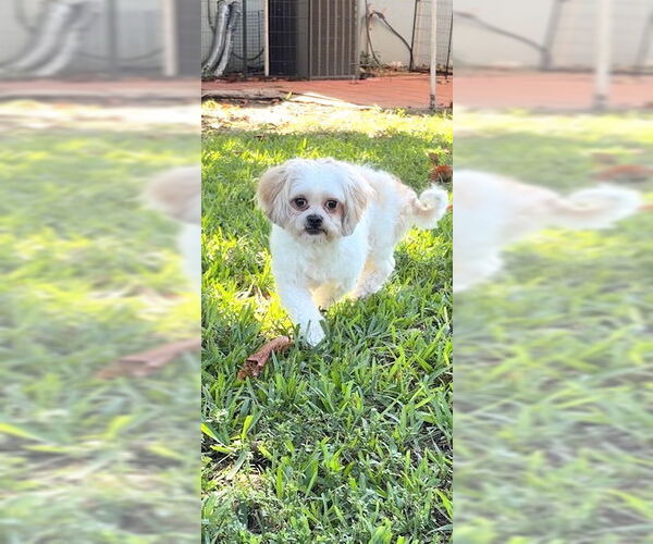 Medium Photo #3 Shih Tzu Puppy For Sale in Weston, FL, USA