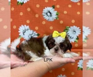 Shih Tzu Puppy for sale in WINNSBORO, LA, USA