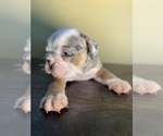 Small Photo #4 English Bulldog Puppy For Sale in SANTA CLARITA, CA, USA