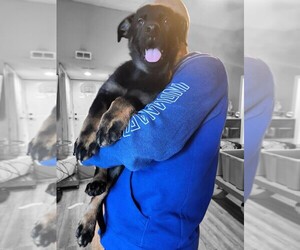 German Shepherd Dog Puppy for sale in INDIANAPOLIS, IN, USA