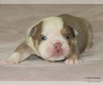 Small #6 Bulldog