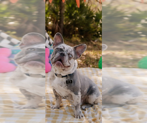 French Bulldog Puppy for sale in SAINT CLOUD, FL, USA