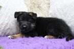 Small Photo #4 German Shepherd Dog Puppy For Sale in OCALA, FL, USA