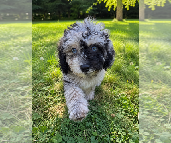Medium Photo #22 Cavapoo (Miniature) Puppy For Sale in DURHAM, CT, USA