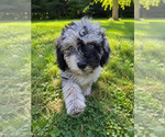 Small #21 Cavapoo (Miniature)