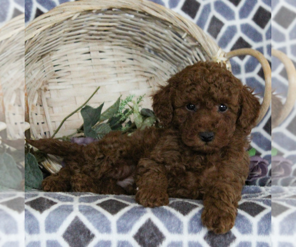 Medium Photo #3 Poodle (Miniature) Puppy For Sale in NARVON, PA, USA