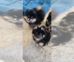 Pomeranian Puppy for sale in ELK GROVE, CA, USA