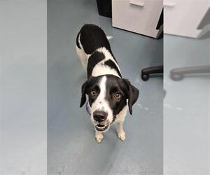 Border Collie-English Foxhound Mix Dogs for adoption in London, Ontario, Canada