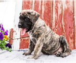 Small Photo #7 Mastiff Puppy For Sale in WAKARUSA, IN, USA