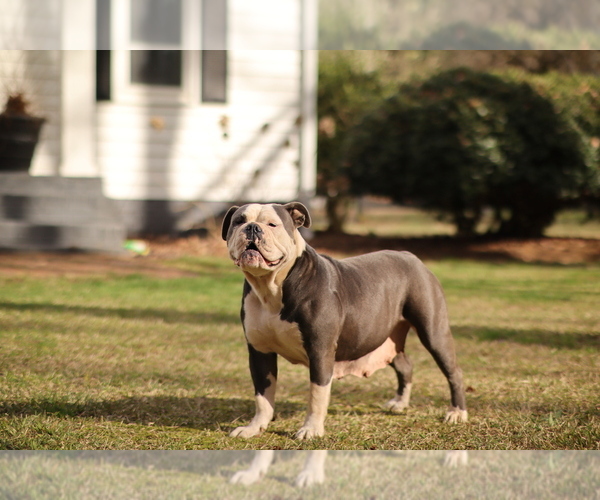 Medium Photo #1 Olde English Bulldogge Puppy For Sale in MANSFIELD, GA, USA