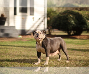 Mother of the Olde English Bulldogge puppies born on 01/05/2023