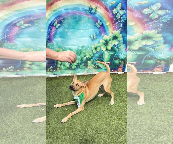 Medium Photo #3 Mutt Puppy For Sale in Pompano Beach , FL, USA