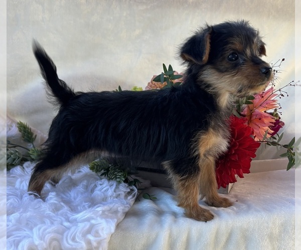 Medium Photo #9 Yorkshire Terrier Puppy For Sale in ROCK STREAM, NY, USA