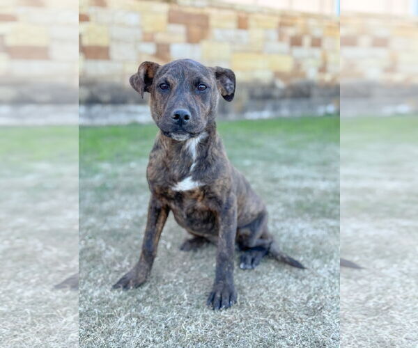 Medium Photo #4 Mutt Puppy For Sale in PIPE CREEK, TX, USA