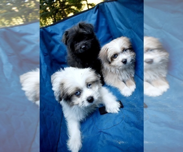 Medium Photo #33 Pom-Shi Puppy For Sale in DINWIDDIE, VA, USA