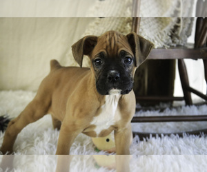 Boxer Puppy for sale in SHIPSHEWANA, IN, USA
