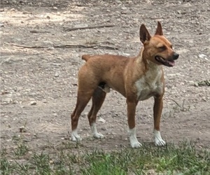 Father of the Rat Terrier puppies born on 03/12/2024