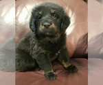 Small Photo #6 Tibetan Mastiff Puppy For Sale in LANCASTER, SC, USA