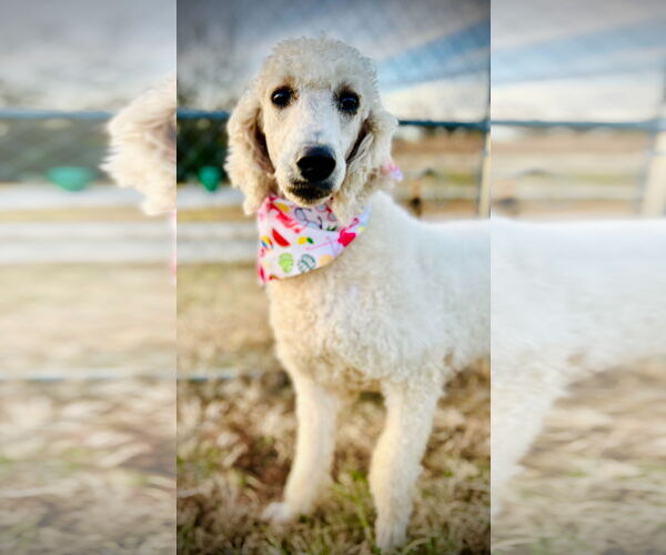 Medium Photo #1 Poodle (Standard) Puppy For Sale in Pacolet, SC, USA