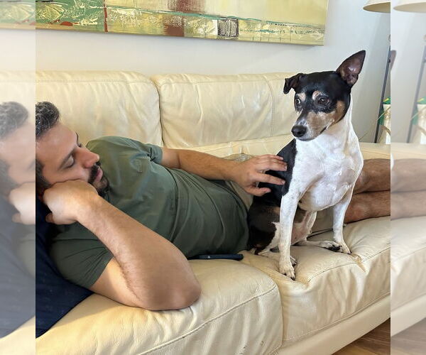 Medium Photo #20 Rat Terrier Puppy For Sale in Atlanta, GA, USA