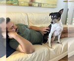 Small #19 Rat Terrier