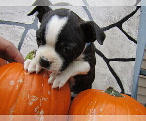 Boston Terrier Puppy for sale in JACKSON, MI, USA