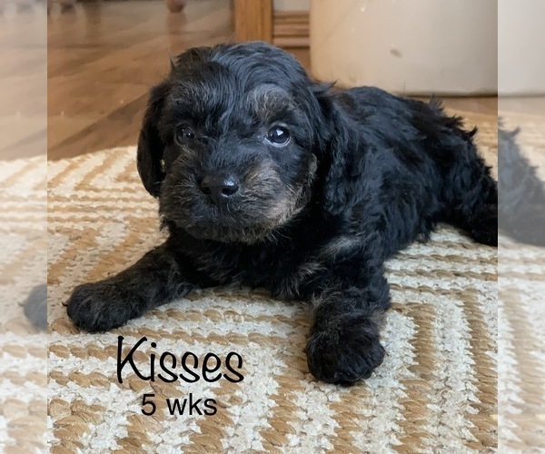 Medium Photo #2 Schnoodle (Miniature) Puppy For Sale in LARCHWOOD, IA, USA