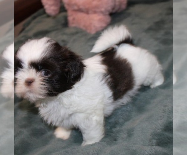 Medium Photo #1 Shih Tzu Puppy For Sale in THAYER, KS, USA