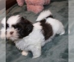 Image preview for Ad Listing. Nickname: Mr Gizmo