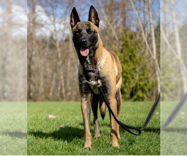 Medium Photo #7 German Shepherd Dog-Unknown Mix Puppy For Sale in Seattle, WA, USA