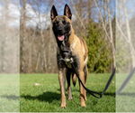 Small #6 German Shepherd Dog Mix