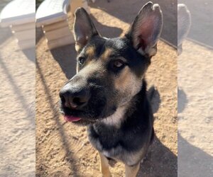 Sarge - - Male Australian Kelpie-German Shepherd Dog Mix Dog for Adoption - Photo #5