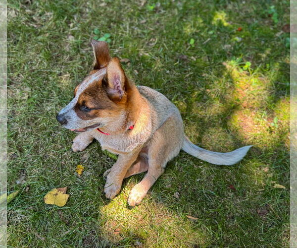 Medium Photo #4 Mutt Puppy For Sale in Garden City, NY, USA