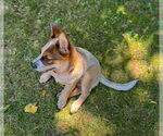 Small #3 Mutt
