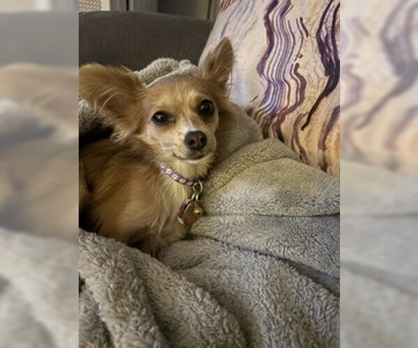Medium Photo #4 Chihuahua Puppy For Sale in Allentown,, PA, USA