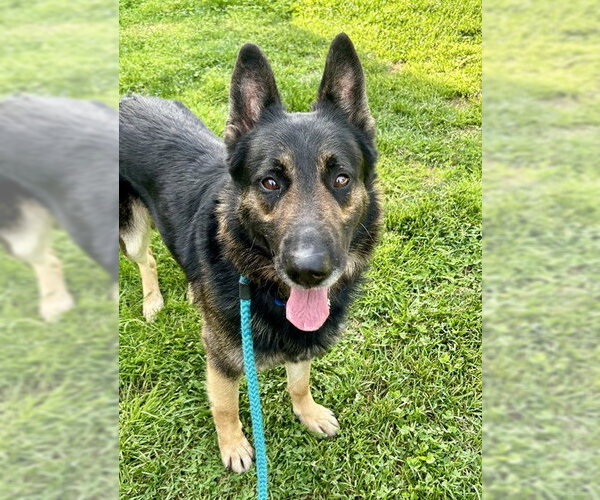 Medium Photo #1 German Shepherd Dog Puppy For Sale in Sacramento, CA, USA