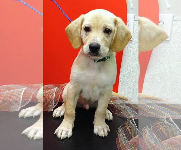Medium Photo #1 Labbe Puppy For Sale in Attalka, AL, USA