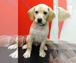 Small Labbe