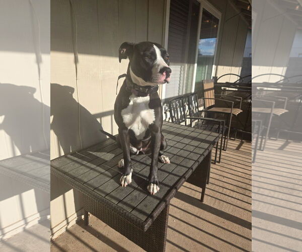Medium Photo #2 French Bulloxer Puppy For Sale in Chandler, AZ, USA