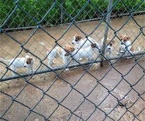 Medium Parson Russell Terrier