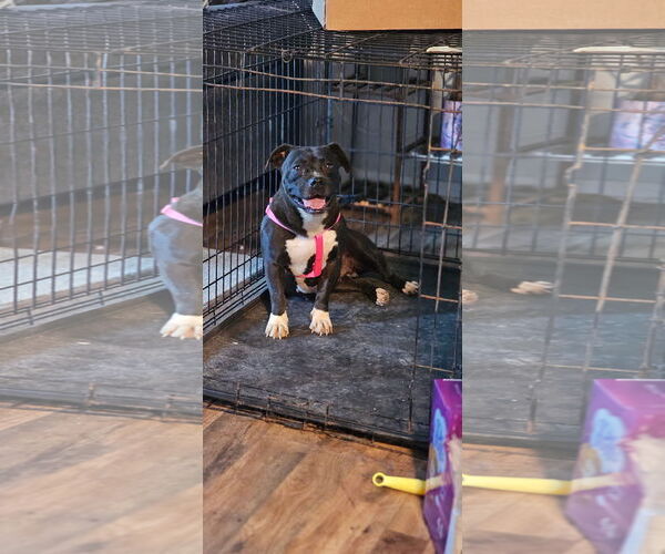 Medium Photo #5 Boston Terrier-Unknown Mix Puppy For Sale in Rustburg, VA, USA