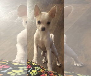 Chihuahua-Unknown Mix Dogs for adoption in Munford, TN, USA