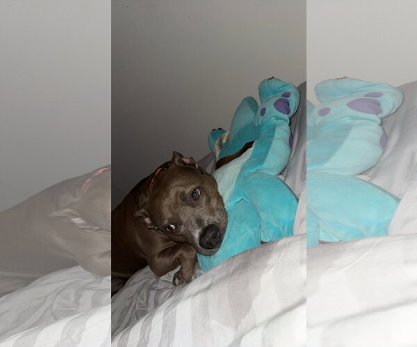 Medium Photo #2 American Pit Bull Terrier-Unknown Mix Puppy For Sale in Miami, FL, USA