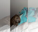 Small Photo #2 American Pit Bull Terrier-Unknown Mix Puppy For Sale in Miami, FL, USA
