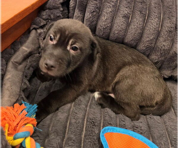 Medium Photo #2 Mutt Puppy For Sale in Cliffwood, NJ, USA