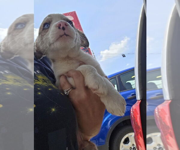 Medium Photo #2 Border-Aussie Puppy For Sale in Aurora, IN, USA