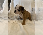 Small Photo #22 English Bulldog Puppy For Sale in JOHNS ISLAND, SC, USA