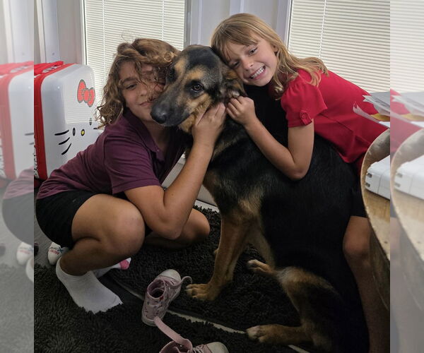 Medium Photo #15 German Shepherd Dog Puppy For Sale in Lighthouse Point, FL, USA