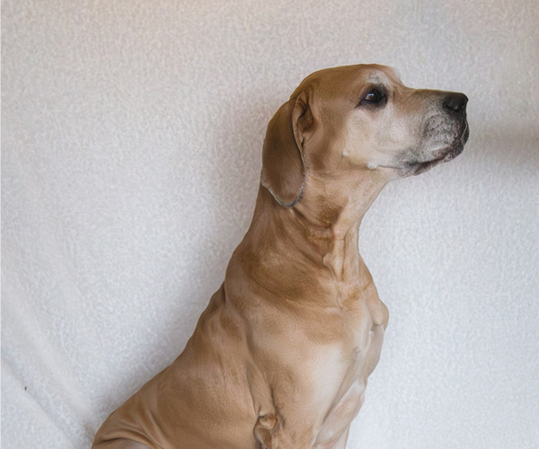 Medium Photo #1 Great Dane Puppy For Sale in CORSICANA, TX, USA