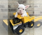 Small #4 French Bulldog